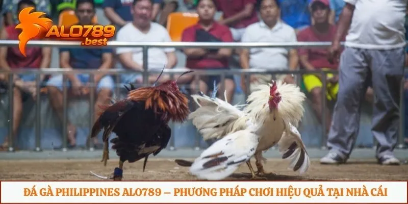 Đá gà Philippines Alo789