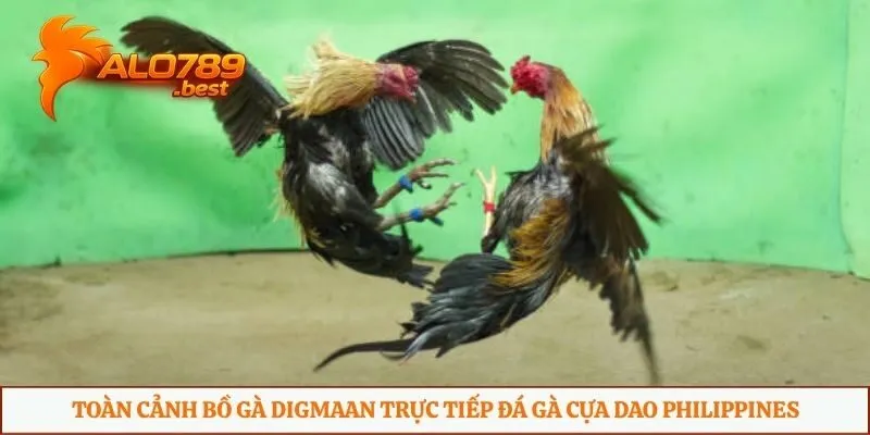 Toàn cảnh bồ gà Digmaan trực tiếp đá gà cựa dao Philippines